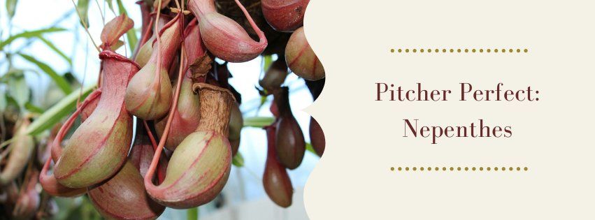 Pitcher Perfect: Nepenthes