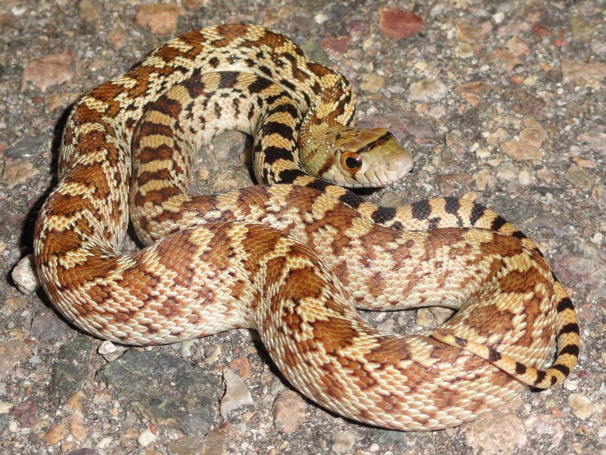 Golden State Snakes: Why They\u2019re Worth Protecting