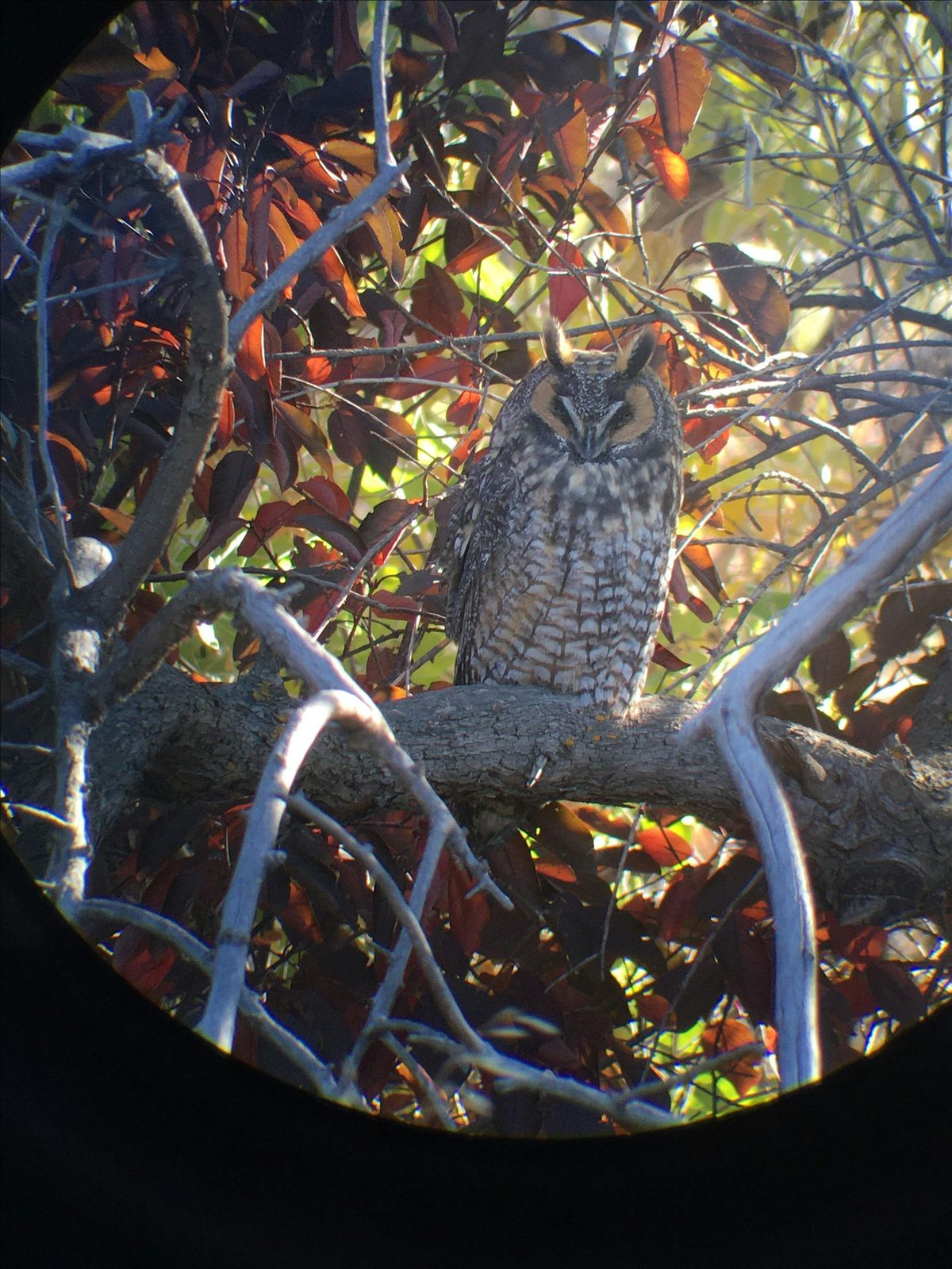 Owls of Northern Colorado