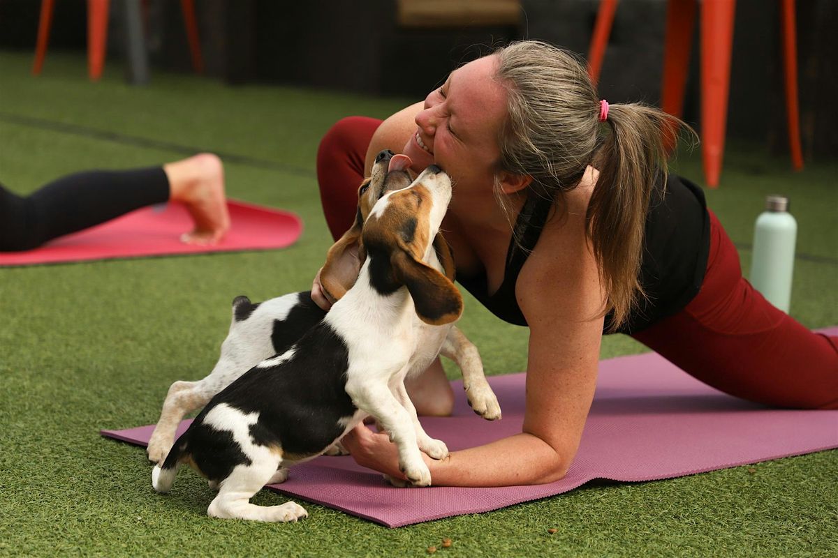 Rescue Puppy Yoga - Beds-N-Bisbuits