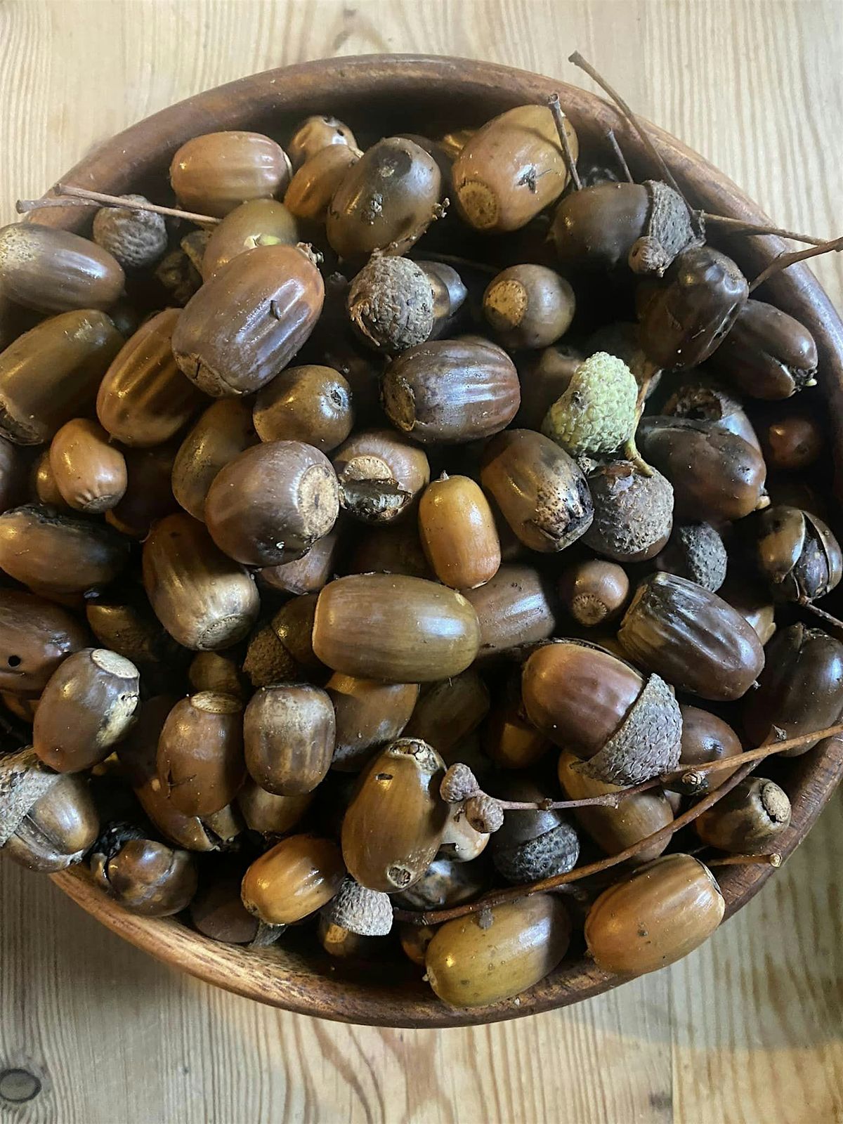 Boothby Wildland - Seed Gathering