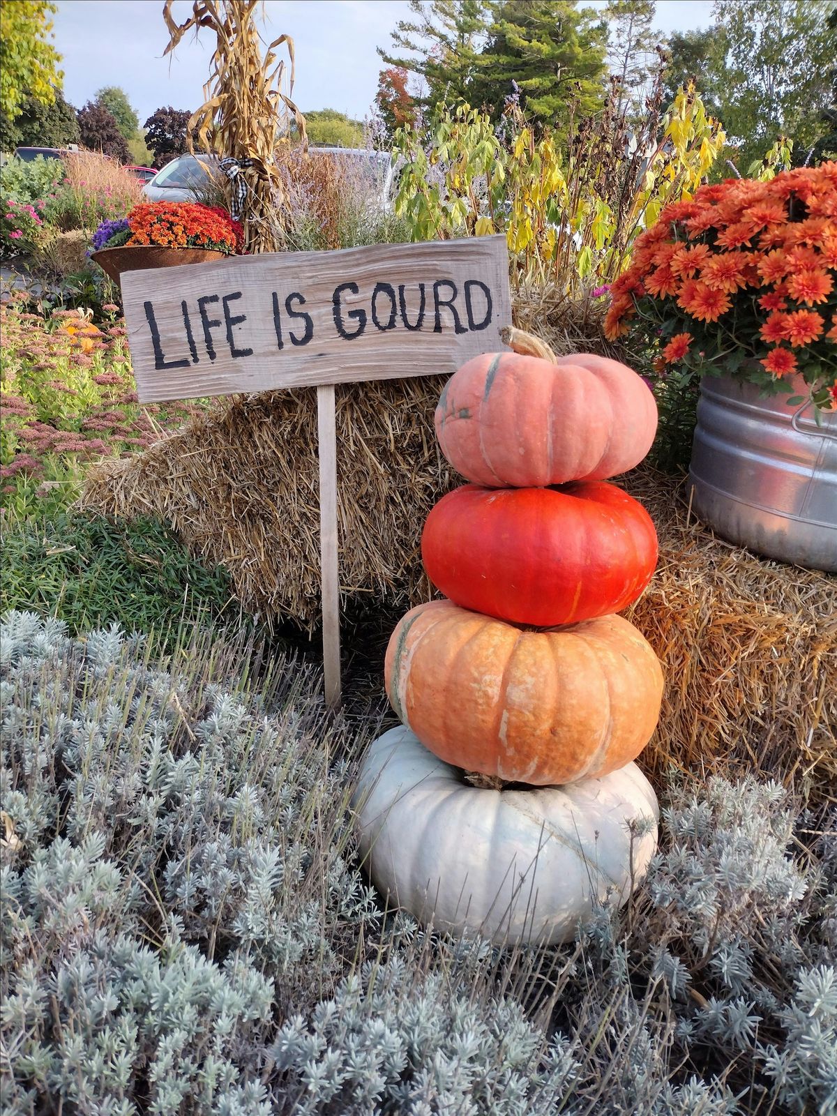 Watercolor for beginners, Harvest Pumpkins at Mosquito Hill, 1:30pm class