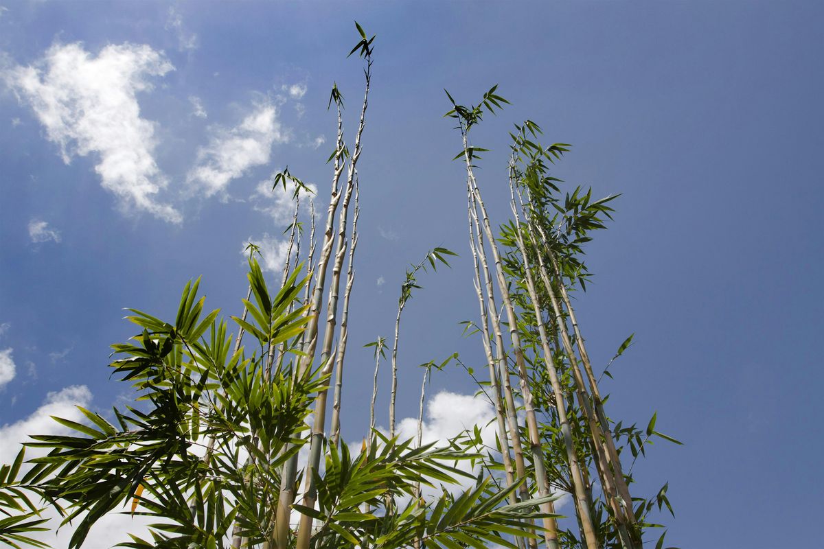 10-04-2025- Live Demonstration: Bamboo Selection, Care, and Maintenance