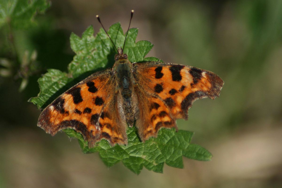 Minibeast hunting at Hartshill Hayes Country Park