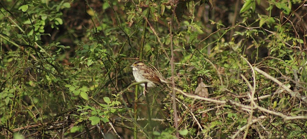 Louisville Women's Birding Club November Walk