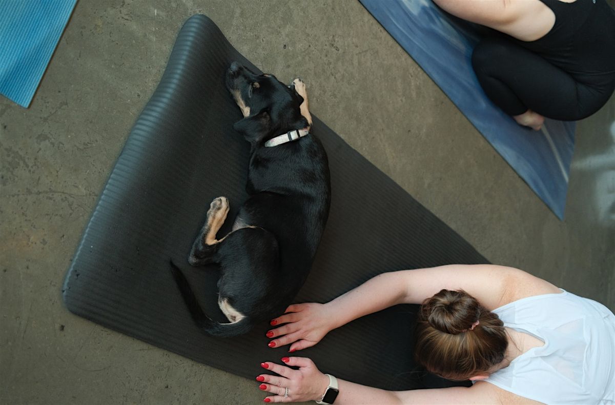 National Dog Day Puppy Yoga with Wags & Walks