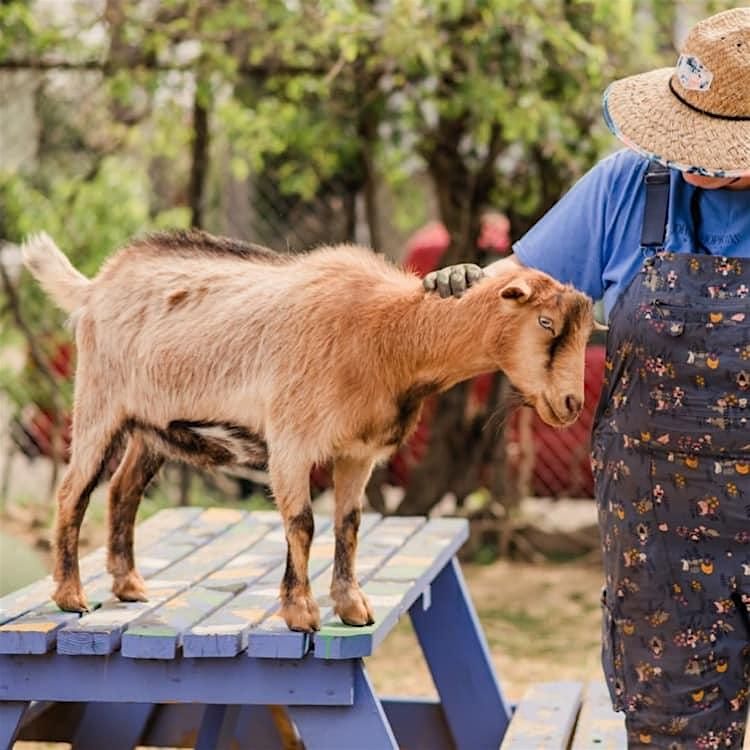 Animal Husbandry in Baltimore City