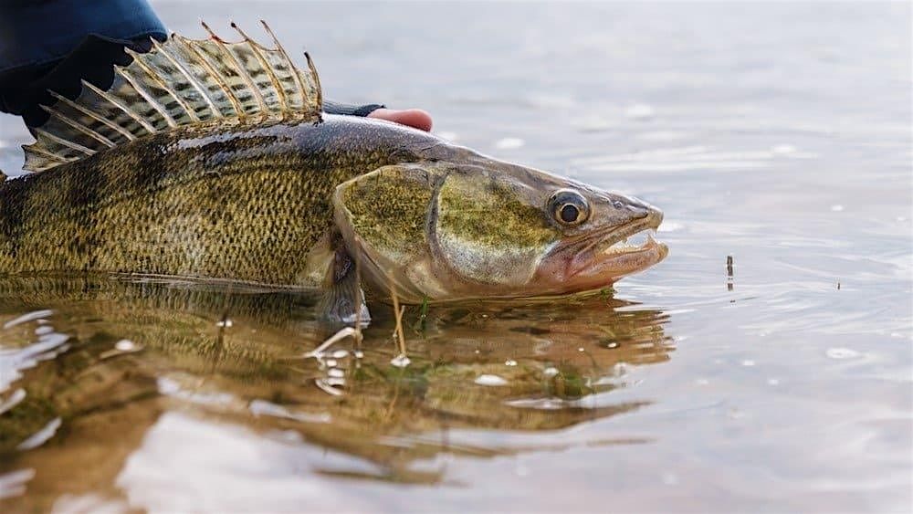 Science Saturday: Walleye Wonders!