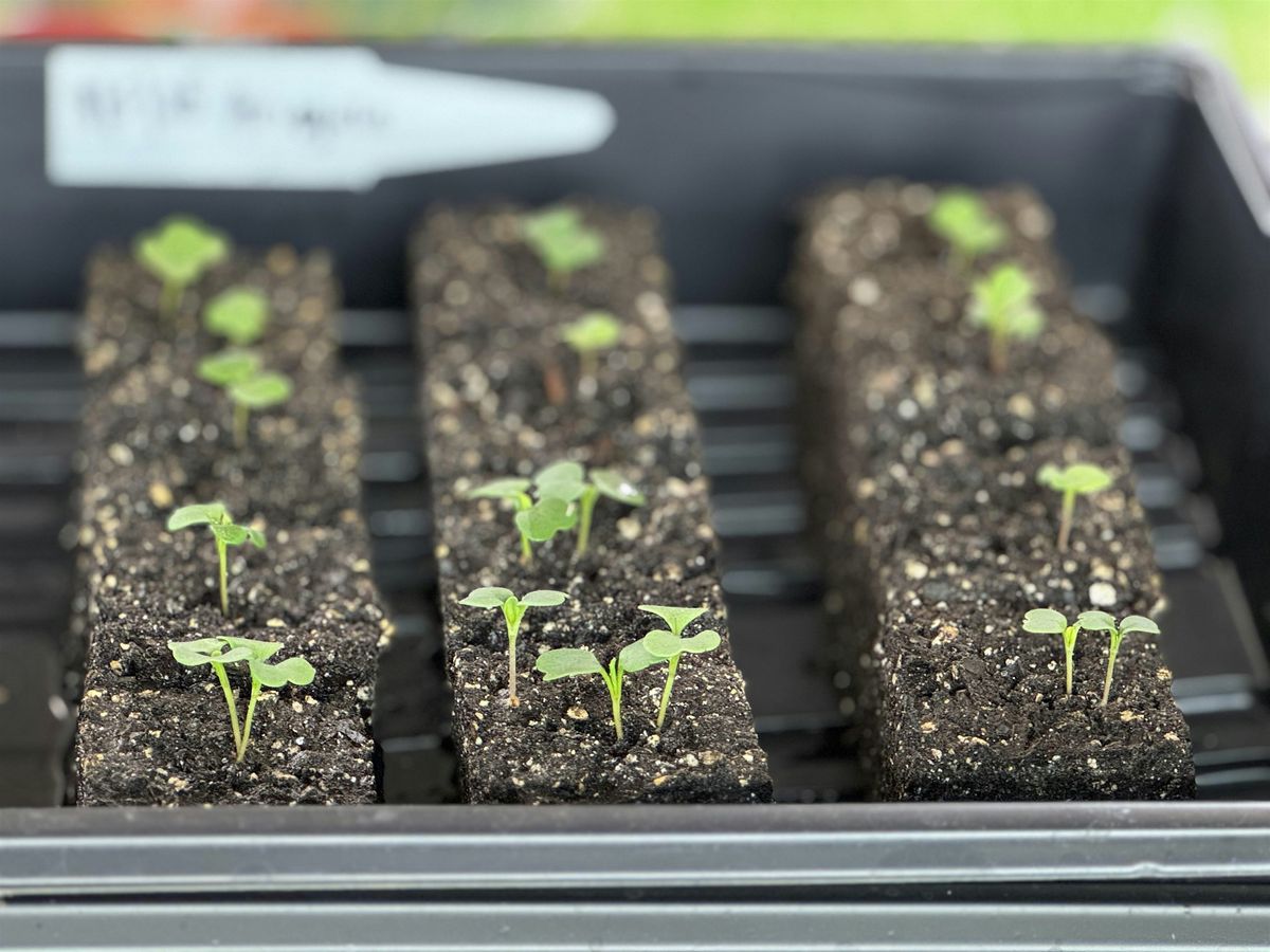 Soil Blocking for Seed Starting