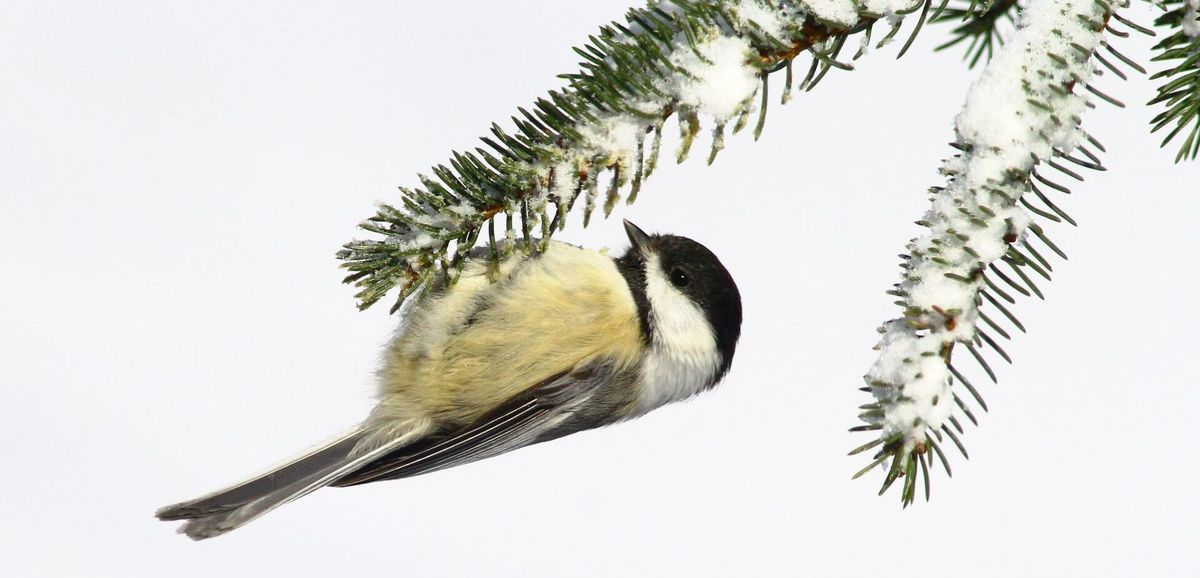 December Monthly Birding Outing \u2013 Berlin Pond