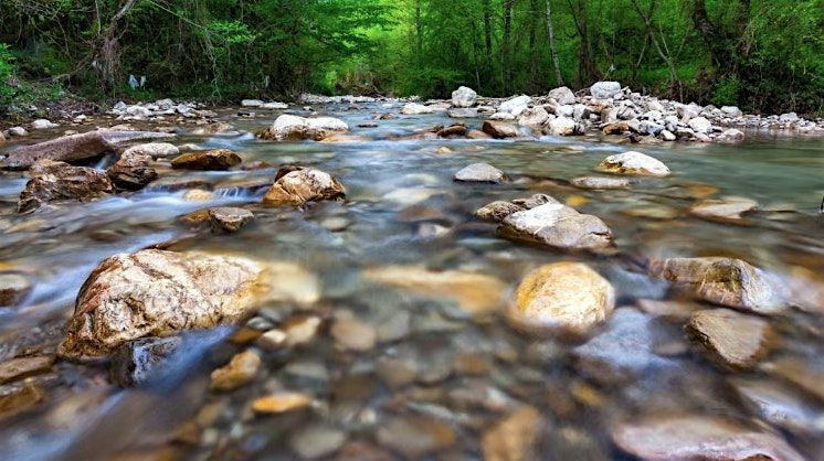 The river as a natural ecosystem