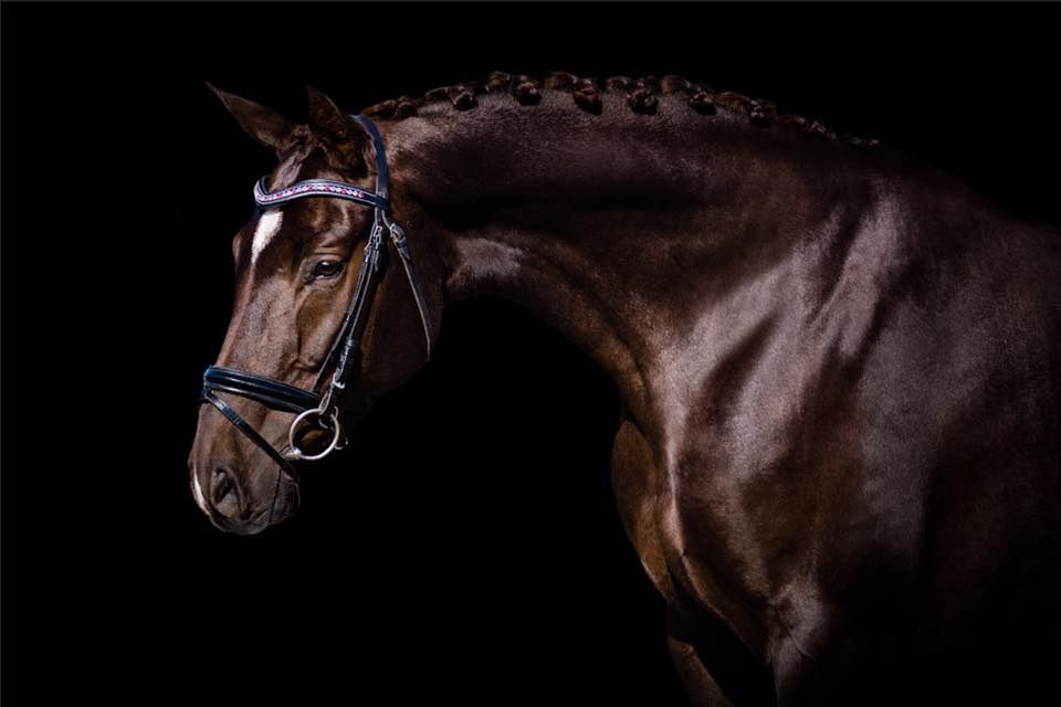 American Hanoverian Society Studbook Inspection 