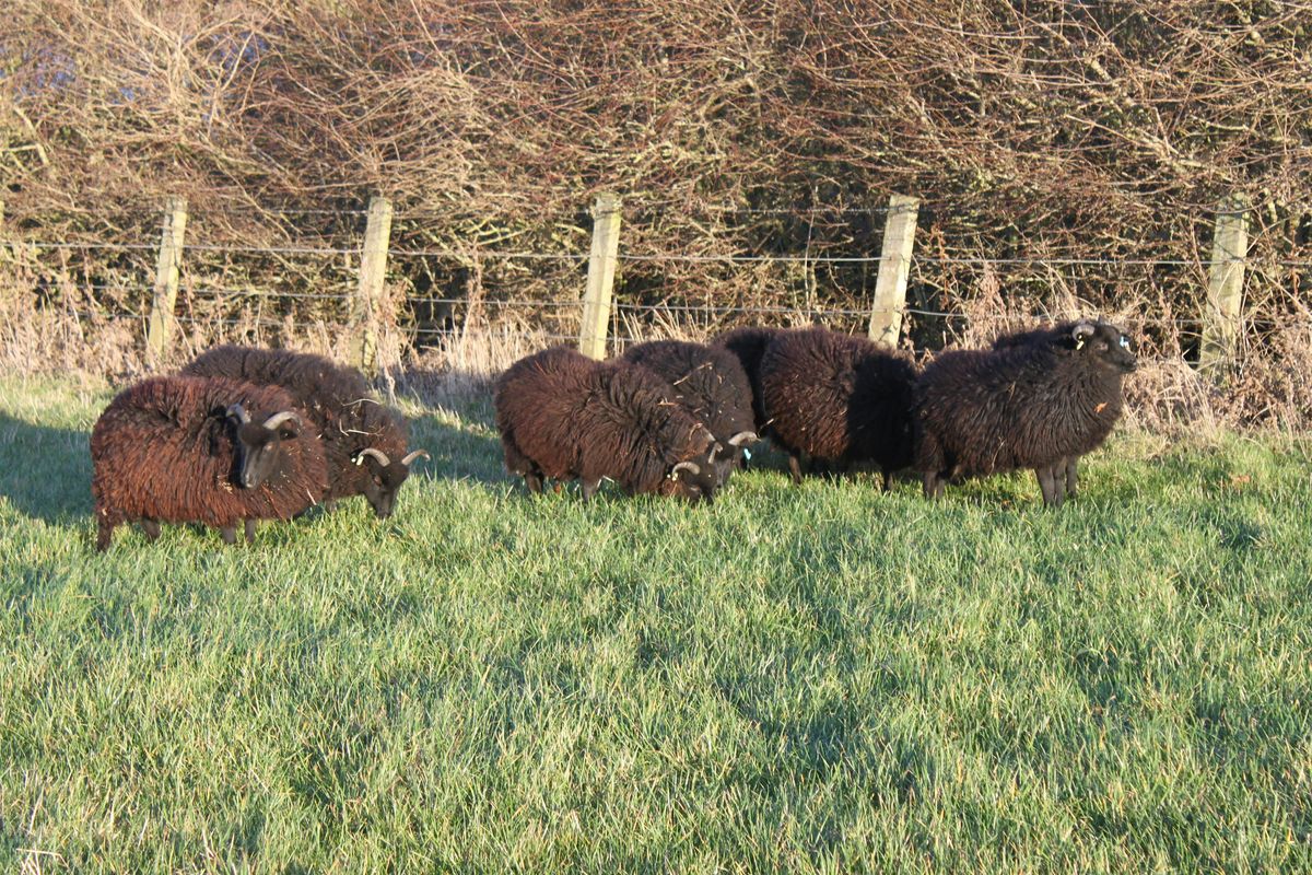 Conservation grazing for a wilder Northumberland