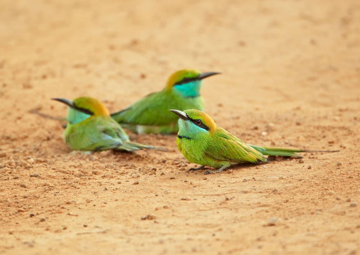 \u201cBirds of The Gambia\u201d by James Fisher