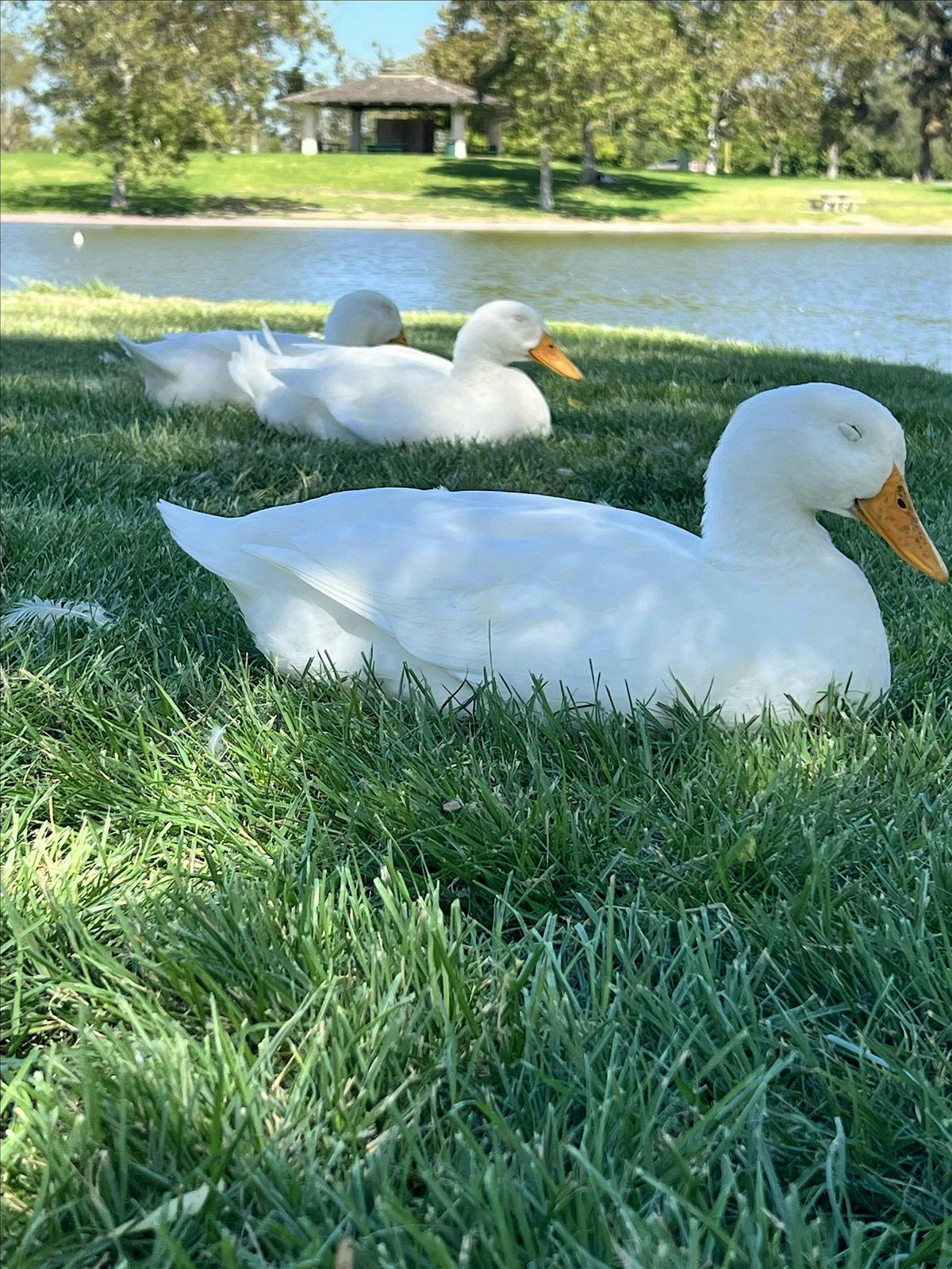 Healing Hearts Christian Sound Bath @ El Dorado Park with Ducks & Squirrels