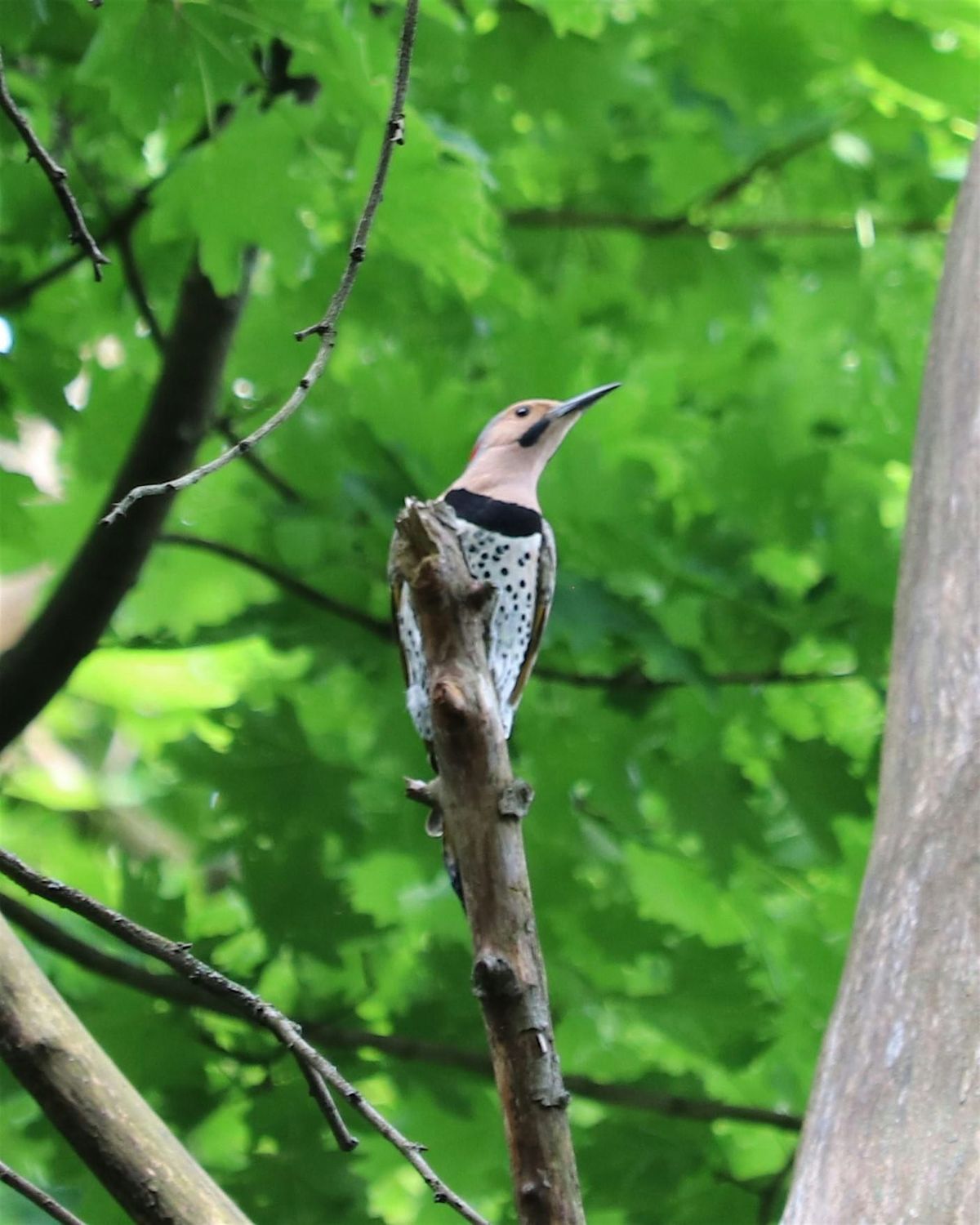 Great Backyard Bird Count with your Pittsburgh Park Rangers