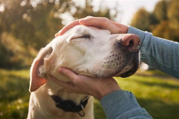 Remembering our Pets with Oahu Group Therapy