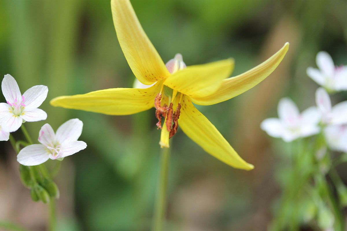 Discovering Our Spring Ephemeral Wildflowers at York College