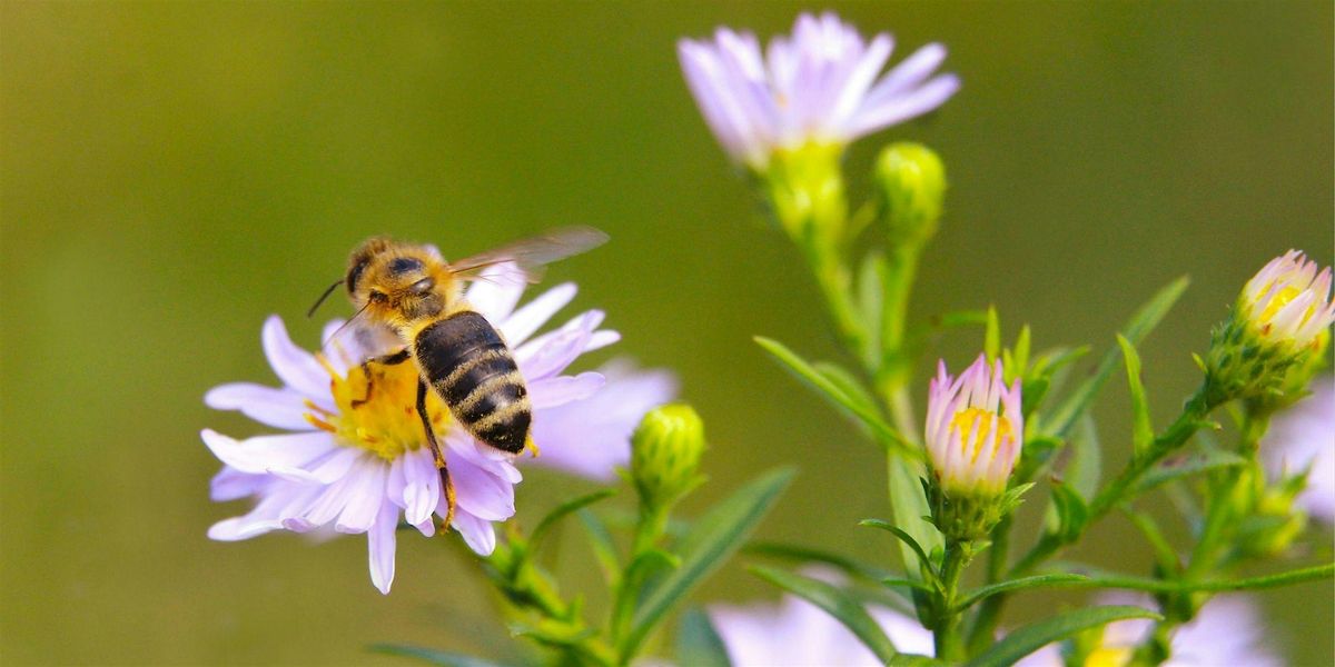 Pollinator Pathways