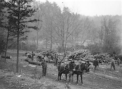 History & Archaeology of the Arboretum