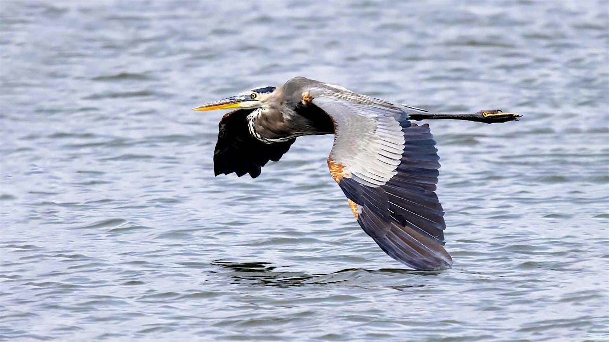 FIELD TRIP: Wakodahatchee & Green Cay Wetlands