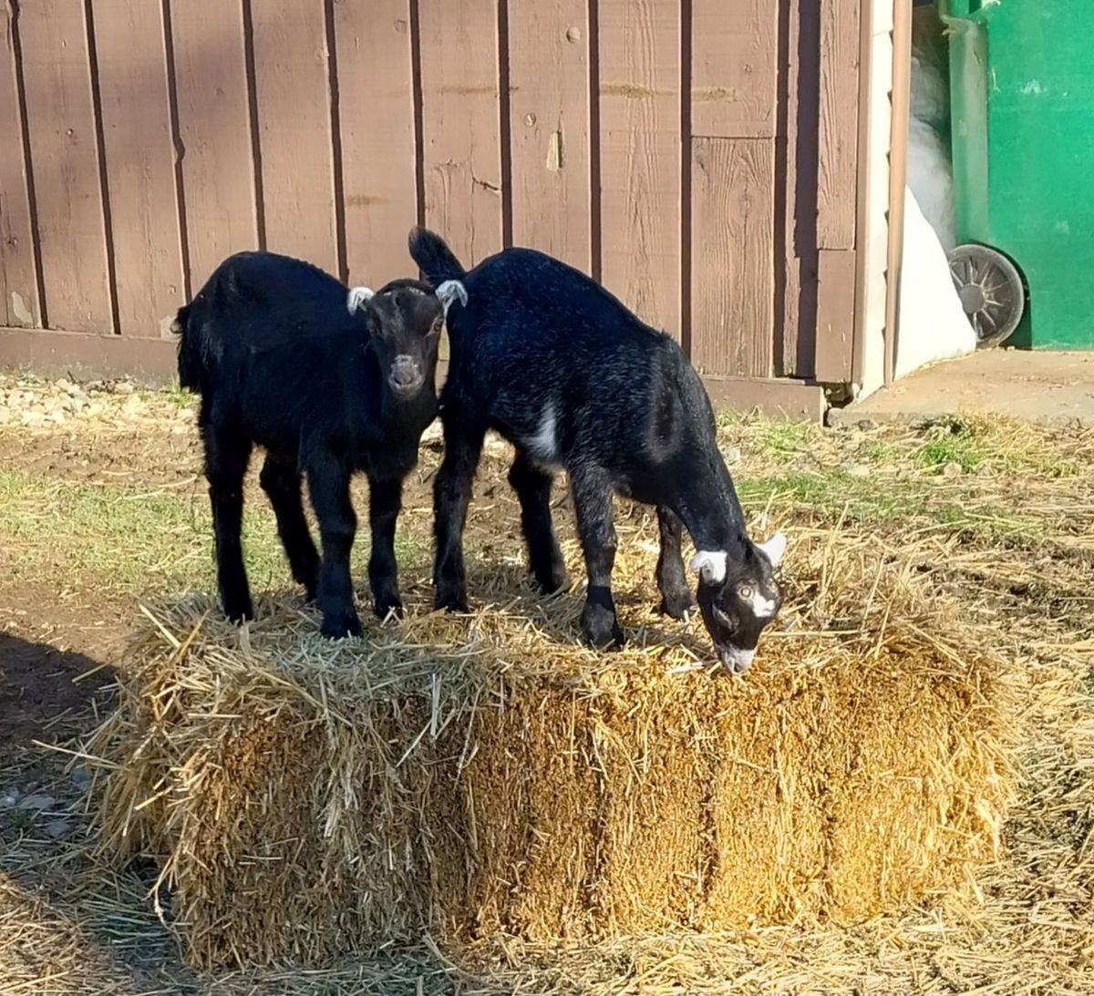 Baby Goat Day