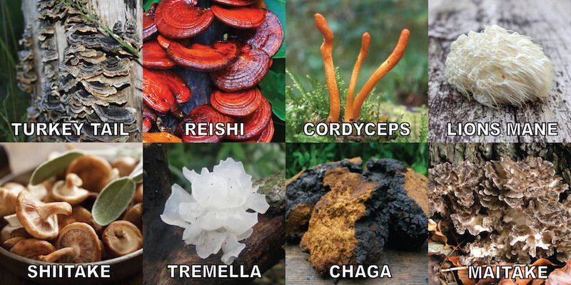 Medicinal Mushrooms & Nootropics Workshop