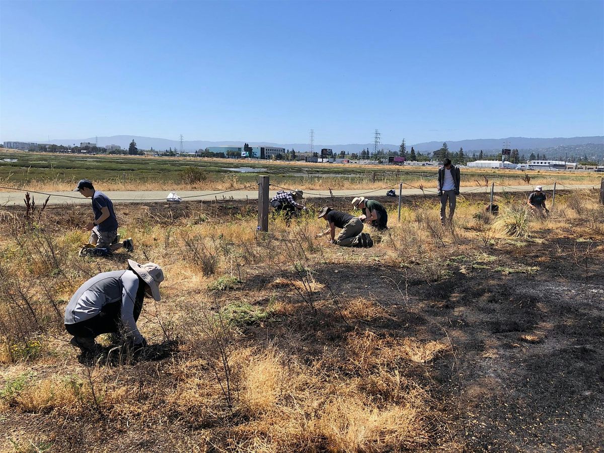 Bair Island Volunteer Workday