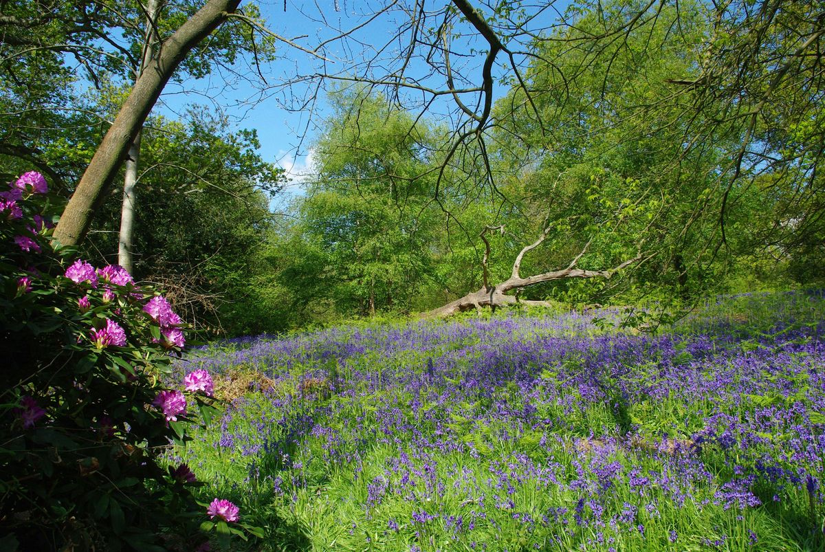 Rhododendron Removal - Young Person Conservation Event (13-17)