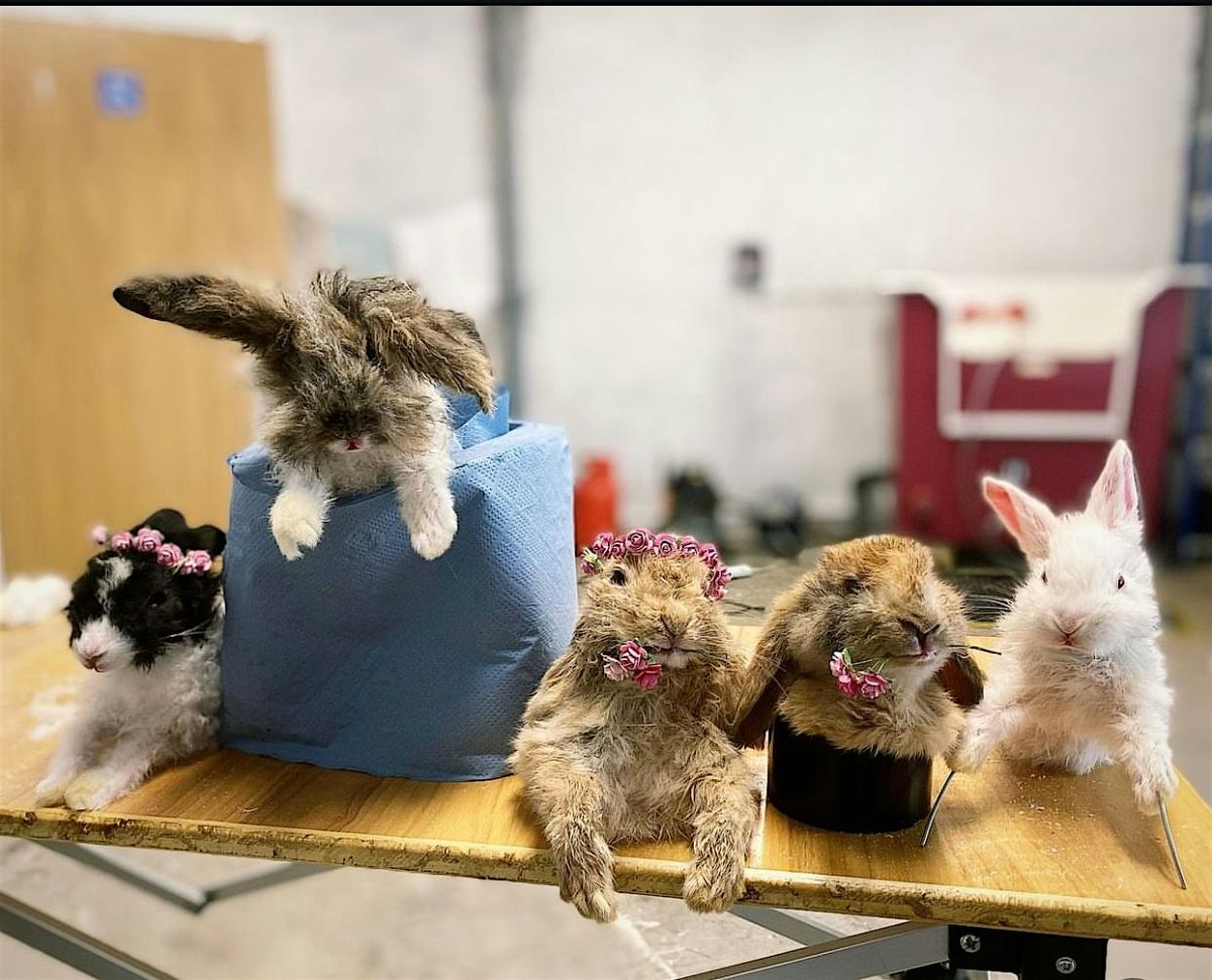 Easter Bunny Rabbit Taxidermy Workshop