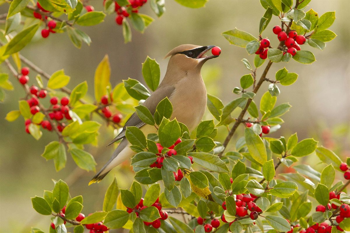 World Migratory Bird Day Fall Migration Bird Walk