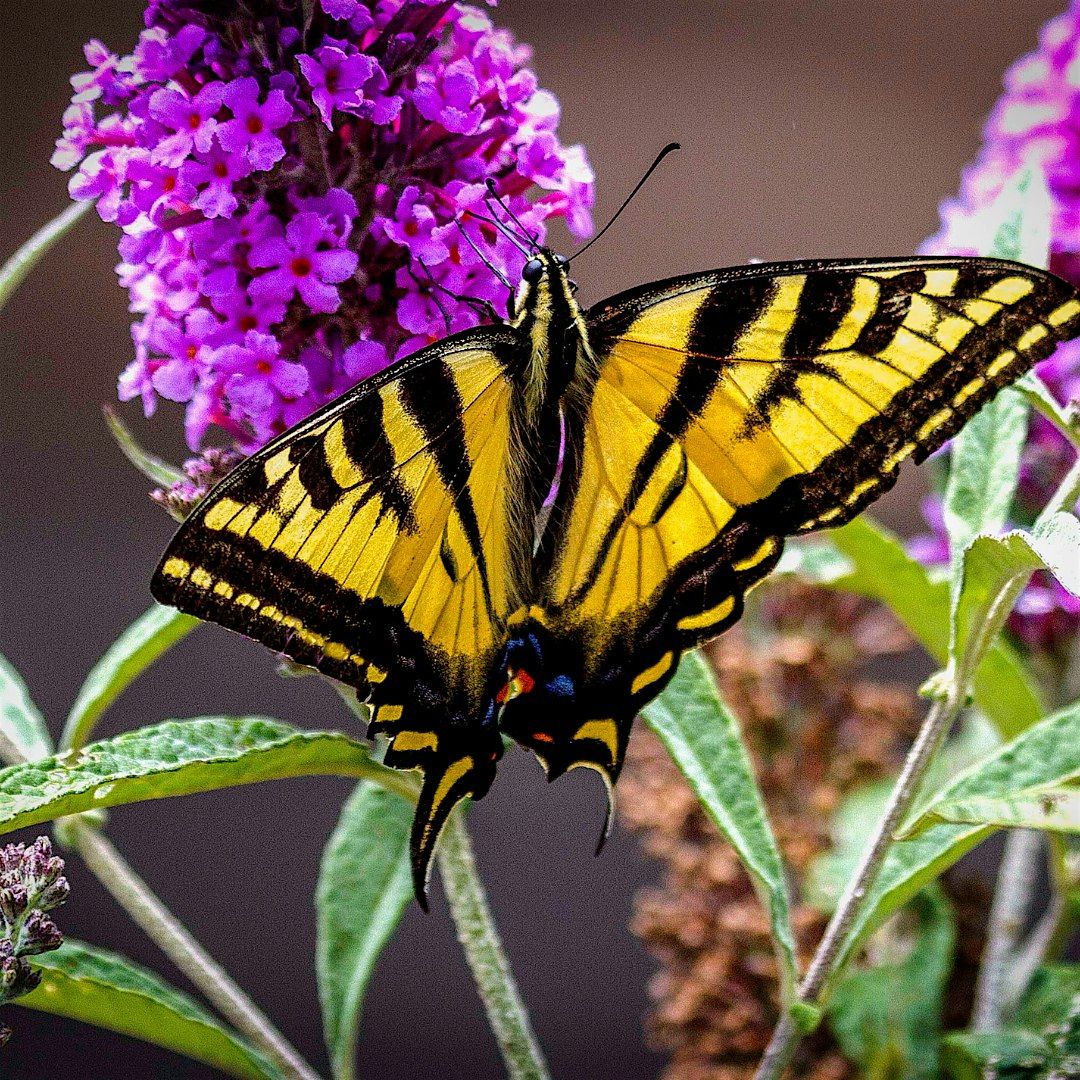 Pollinator Pathways Walk at Donald B. Moore Preserve