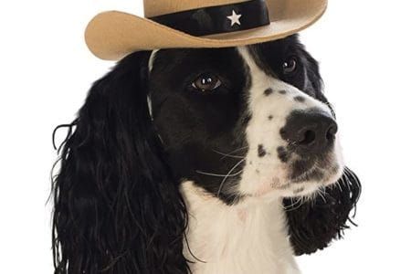 Rodeo Dog Holiday Hoedown Trial