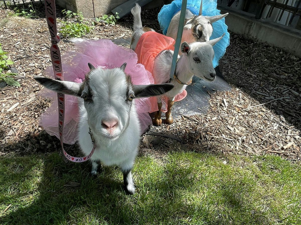 Morning Flow with the Denver Love Goats- Yoga for all + Farm Cuddles