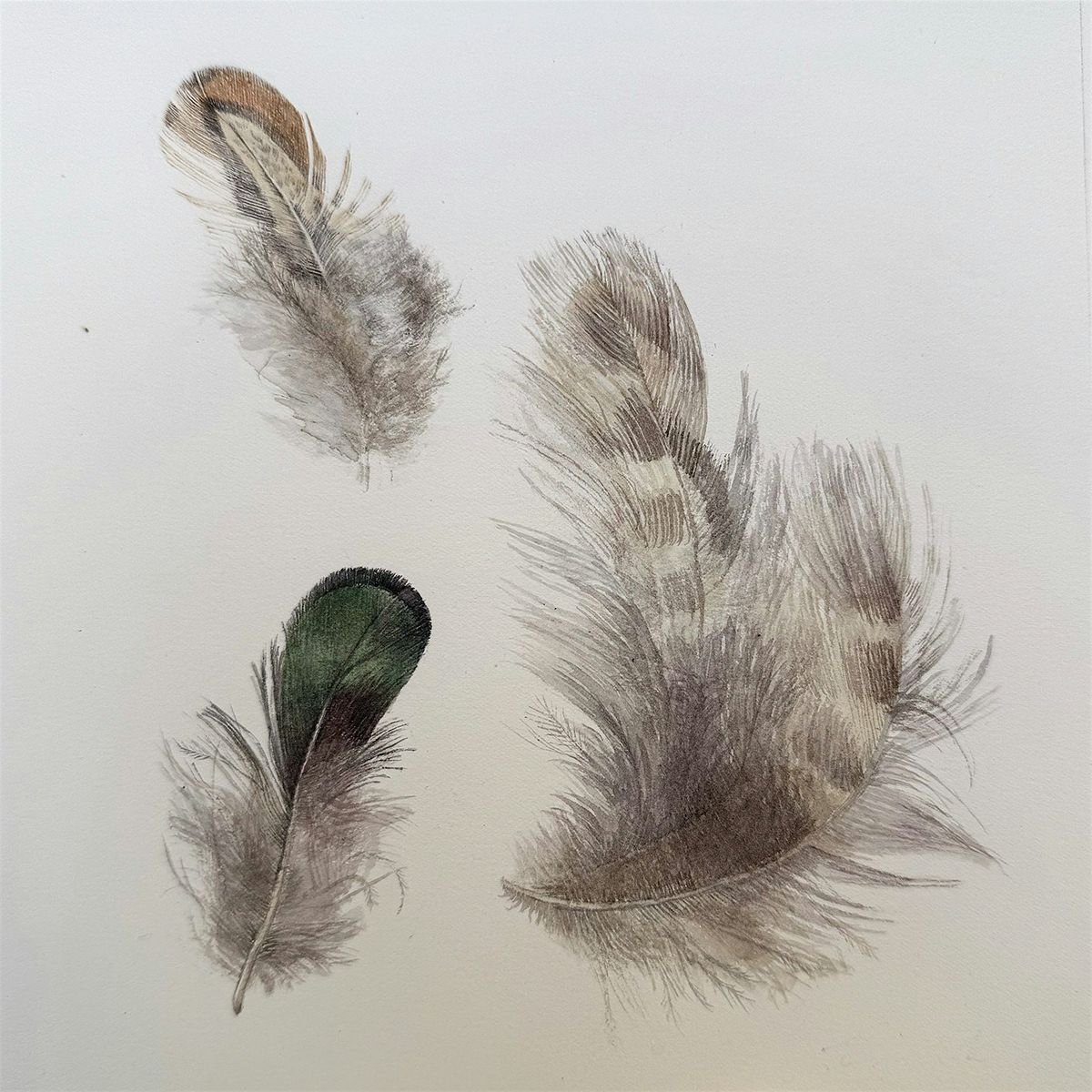 Draw and paint bird feathers with Elaine Searle