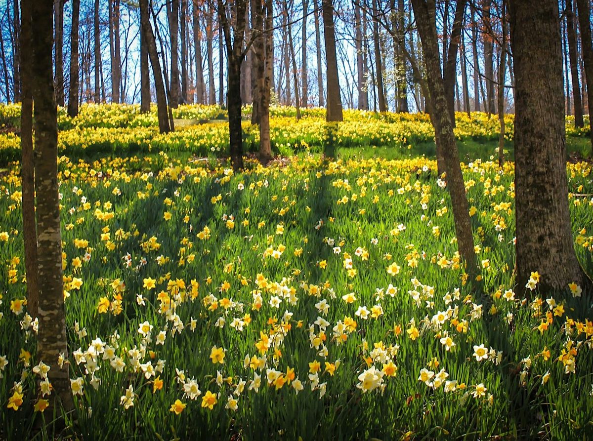 Forest Bathing and Nature Crafts