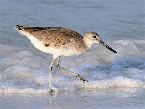 Help Restore Habitat For Migrating Birds at Big Dune in Tolowa State Park!