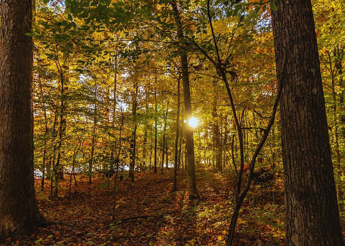 Autumn Forest Bathing: Nature Immersion