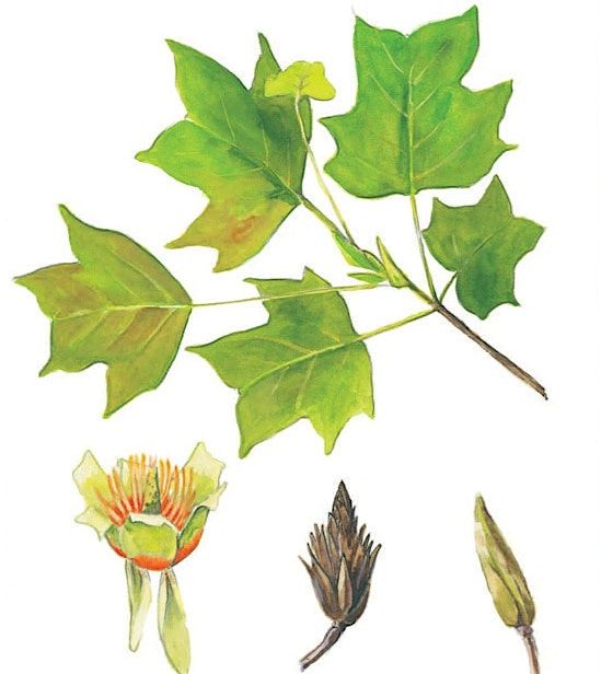 Tree Identification Walk