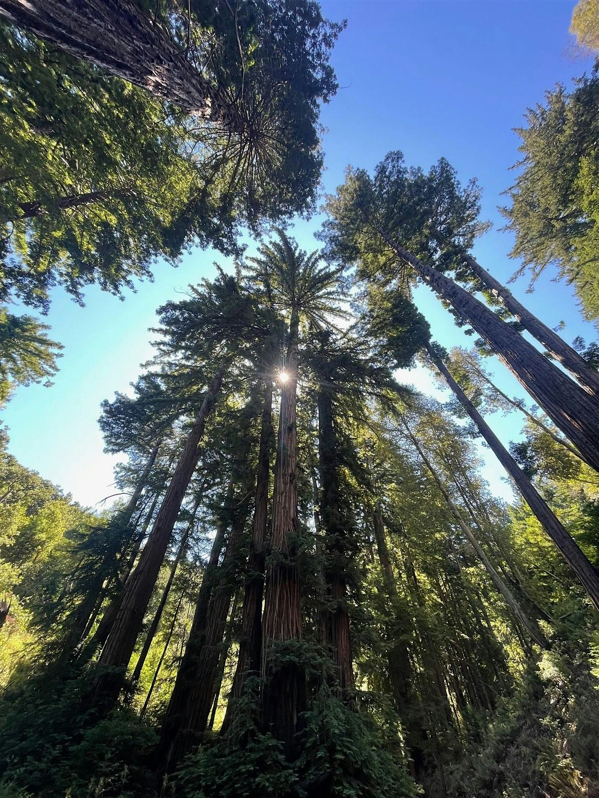 Trail Work at Mitteldorf - Wednesday, October 22 @ 2PM