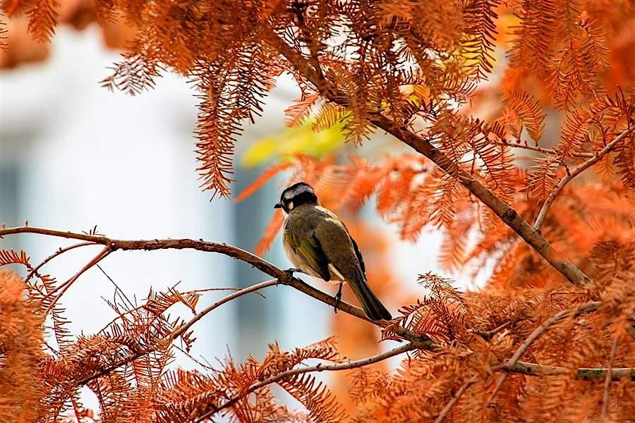 Fall Migration Birding Tour