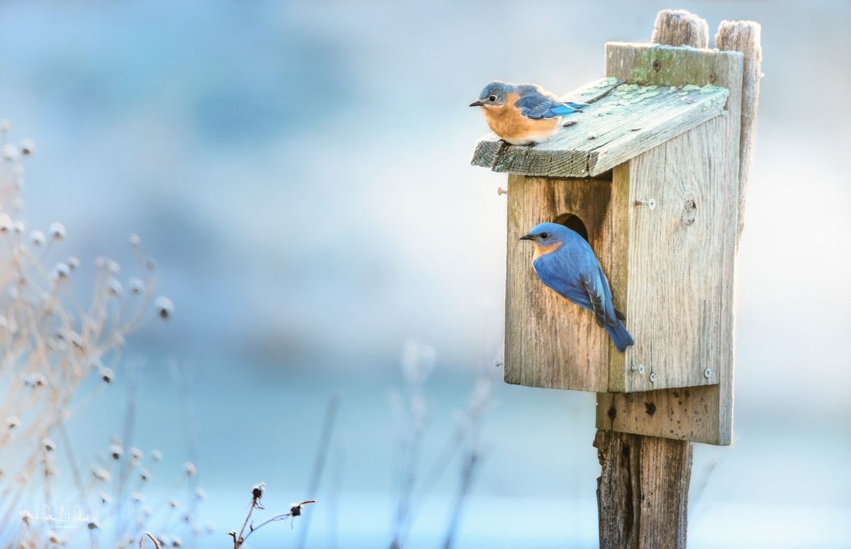 2\/8 at 10a: "Attracting Bluebirds & Chickadees to Nesting Boxes" Green Thumb Club Class