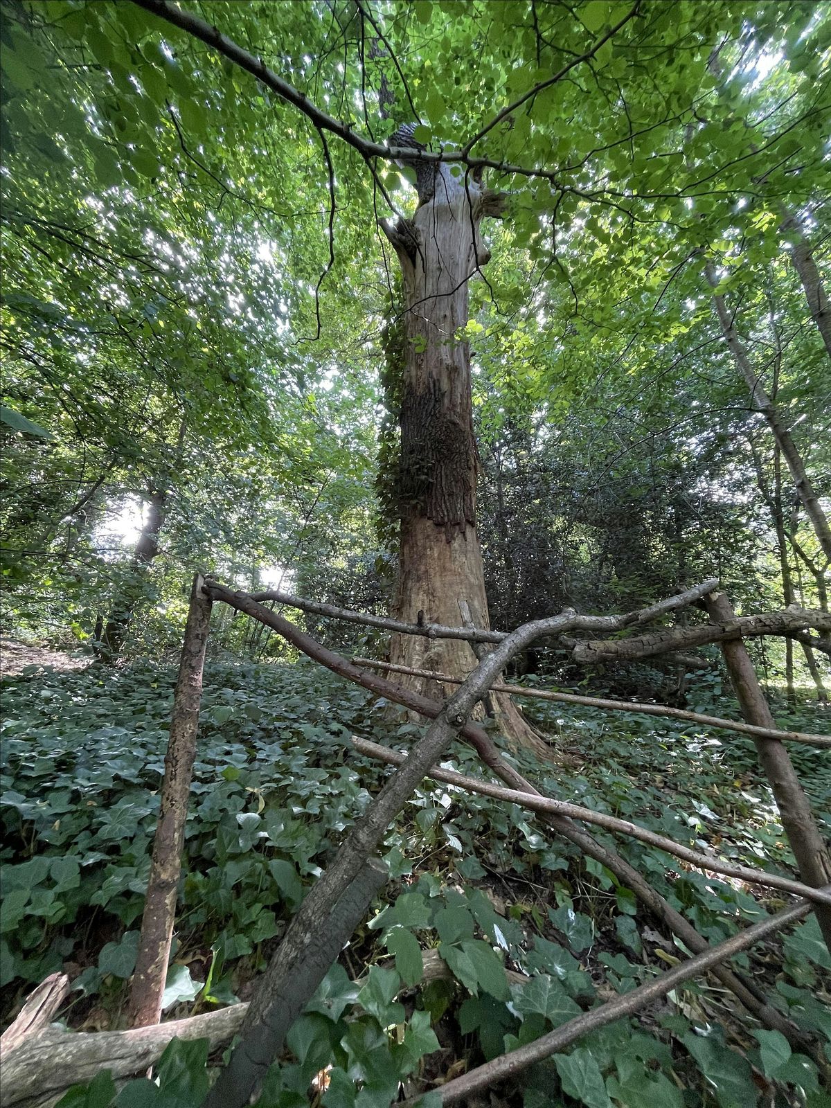 Tree Talk - Science & folklore (PM)