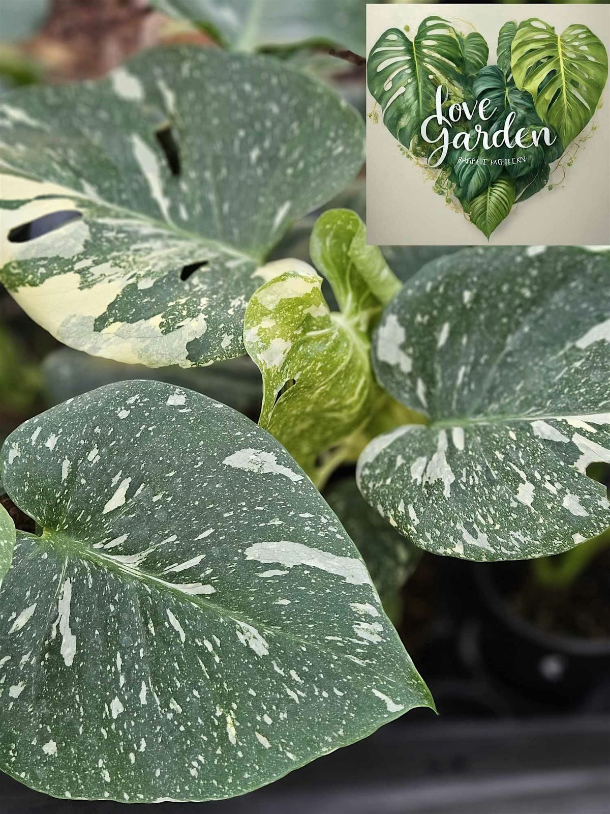 Plant Market in the Park & More