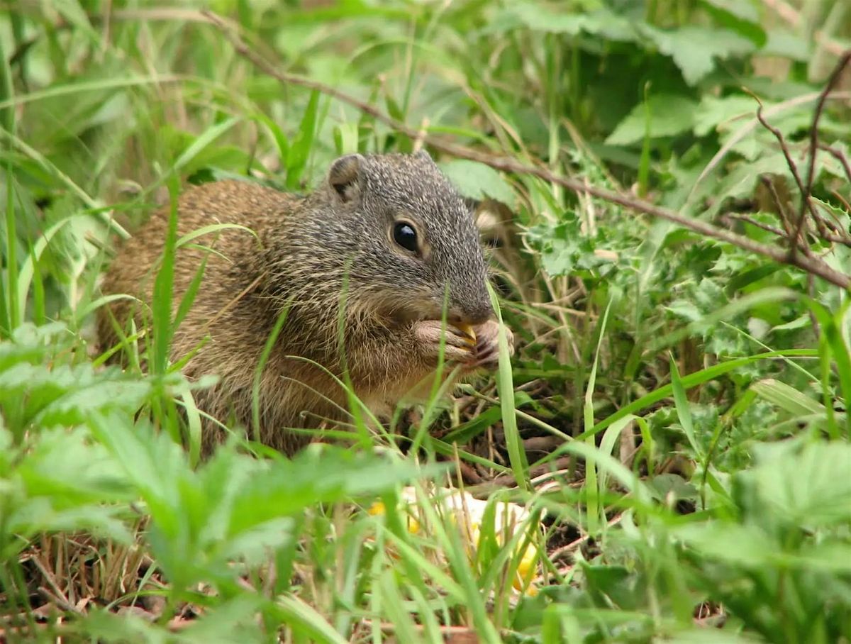 Missouri Mammals