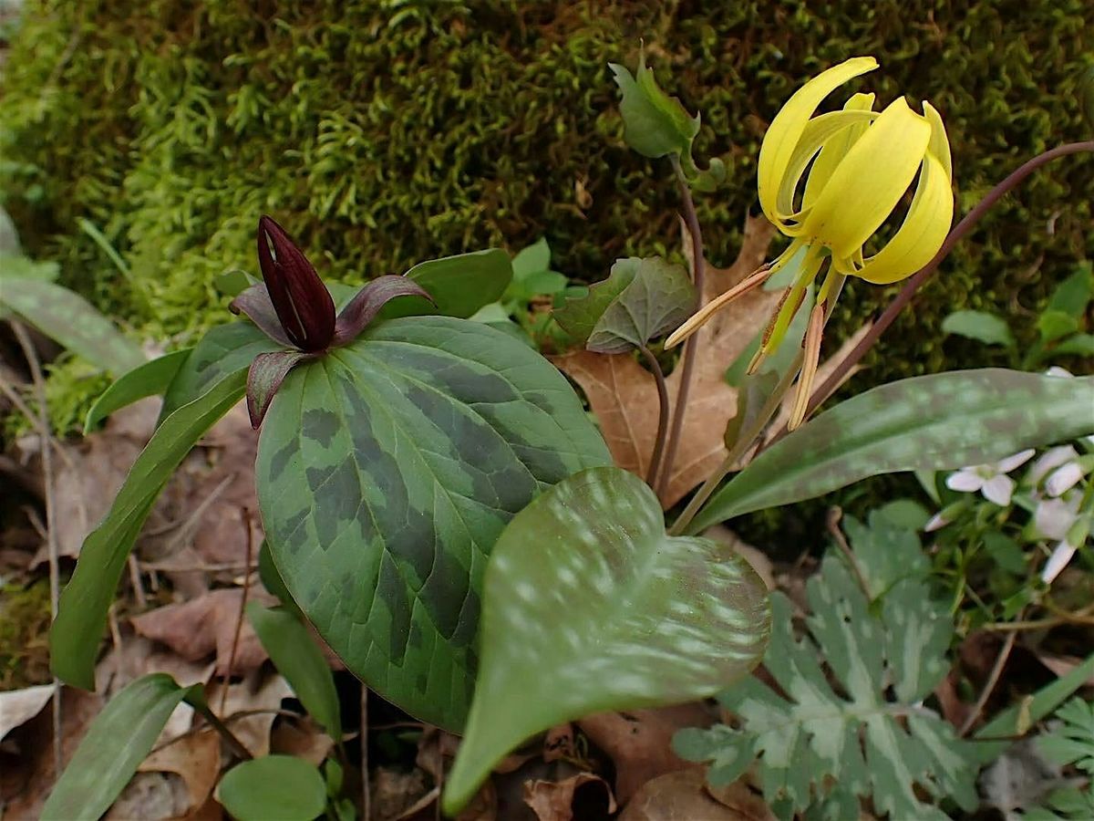 Wildflower Hike to Elk Lick Falls w\/ Beverly James