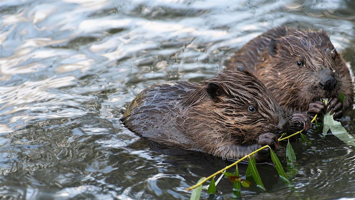 Beaver Buddies of the Preserve