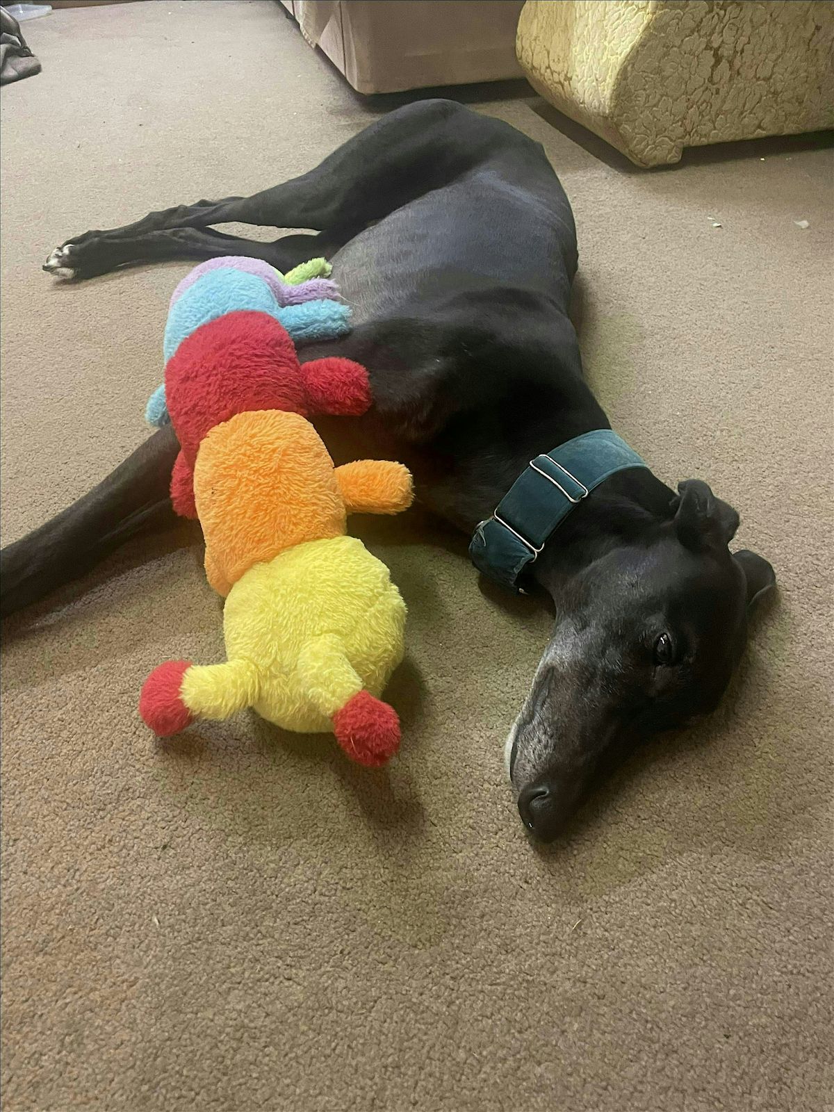 Meet May Hounds Adoptables