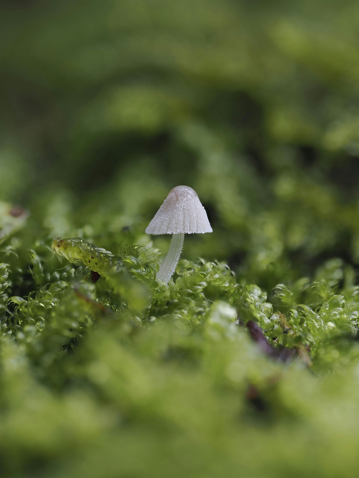 Fungi Walks: Citizen Science