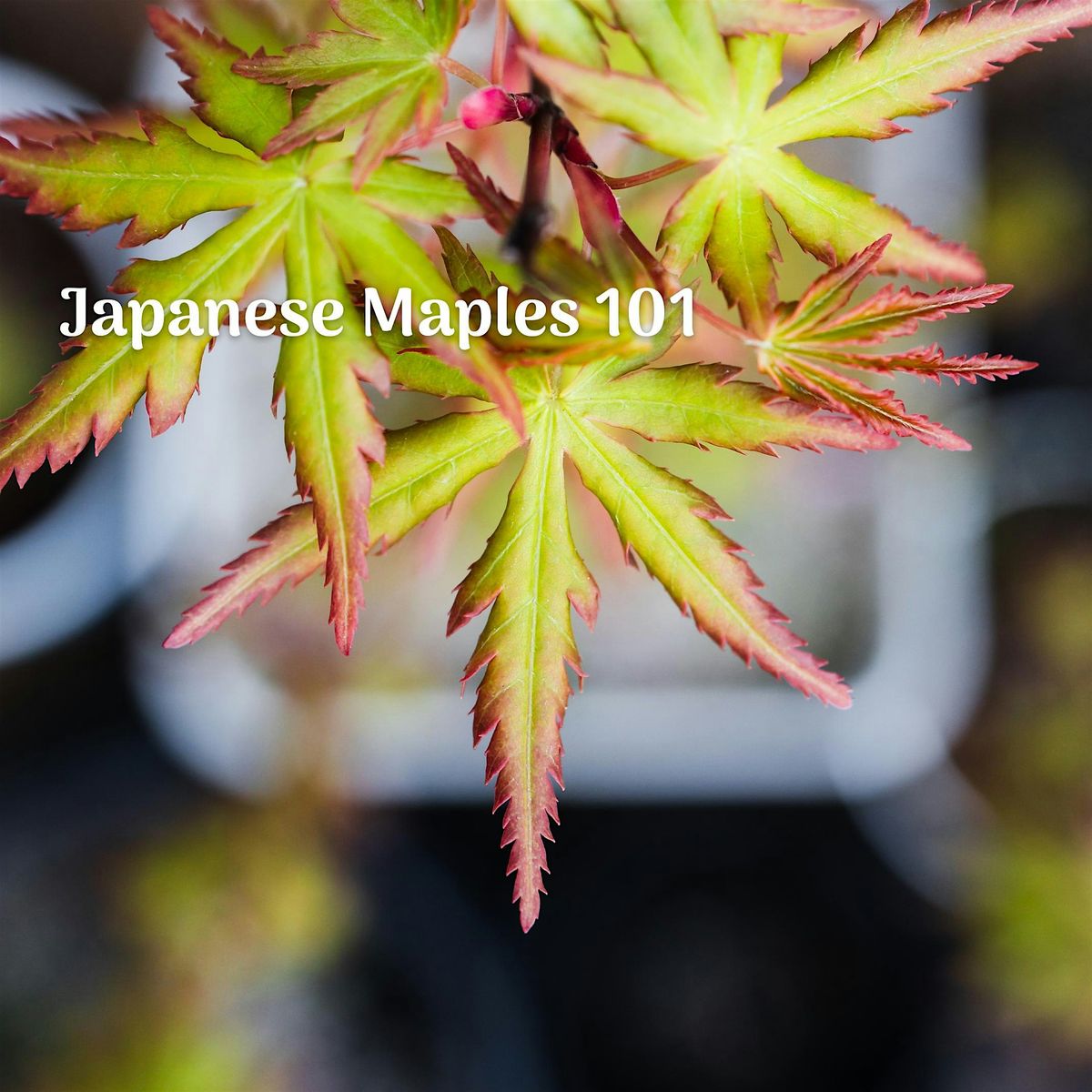 Japanese Maples 101 - Cupertino